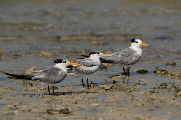 Greater Crested Terns at Busaiteen coast, Bahrain . Selective focus on the middle.