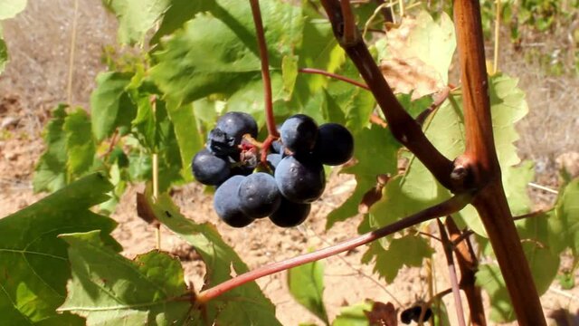 Ripe red wine grapes on vineyard in the outskirts of Athens in Attica, Greece.