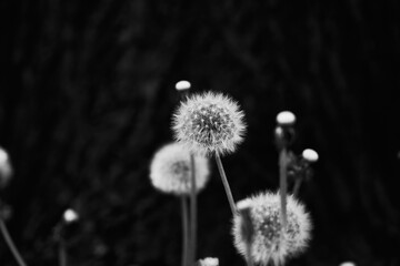 Obraz premium Black & White 