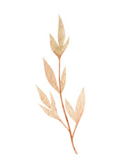 Hand drawn watercolor dried flowers and leaf. Isolated on a white background object.