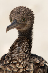 Closeup of a Socotra cormorant at Busaiteen coast, Bahrain