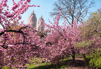 Spring Cherry Blossoms in Central Park, NYC