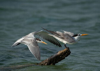 A Greater Crested Tern approaching to perch on a log at Busaiteen coast, Bahrain