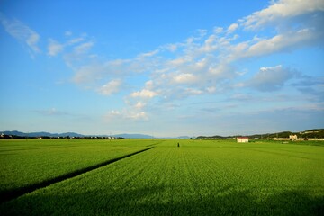 水平線が見える広大な田園風景　島根県　出雲市