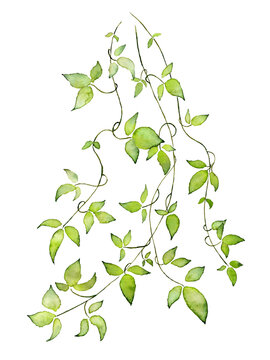 Liana branch with green leaves painted by watercolor on a white background. Watercolor illustration of a branch with grape leaves.