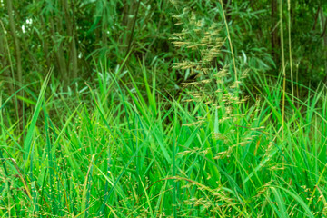 green grass background