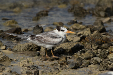 Juvenile Greater Crested Tern at Busaiteen coast, Bahrain