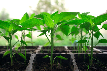 Closeup of seedling of green plants in pots on window sill - bell peppers or other vegetables seedling. Balcony gardening, self-sufficient home and organic homegrown food concept. Copyspace