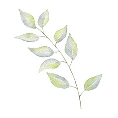 Liana branch with green leaves painted by watercolor on a white background. Watercolor illustration of a branch with grape leaves.