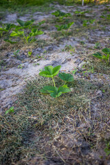 Strawberries mulching with grass in sandy soil at sunset.