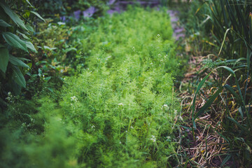 Fototapeta premium Fresh green young dill in the garden at sunset
