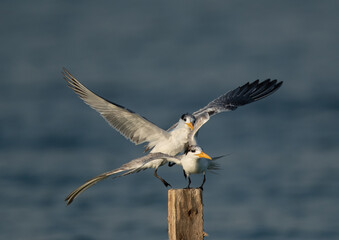 A Greater Crested Tern pushing other to perch fat Busaiteen coast of Bahrain