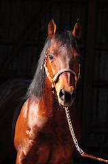 Obraz premium American Quarter Horse Hengst