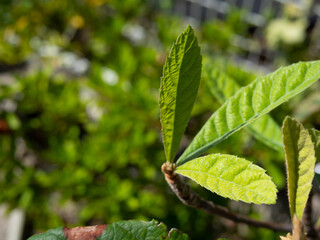 ビワの若葉