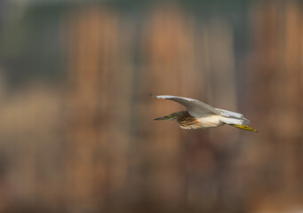 Squacco Heron flying at Asker marsh, Bahrain