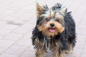 A shaggy Yorkshire terrier puppy with protruding tongue is waiting to be played with, close-up, copy space