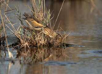 Little Bittern fishing at Asker marsh, Bahrain