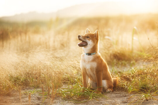 Cute Red Shiba Inu Puppy Dog Sitting Outdoor In Grass During golden Sunset. Adorable japanese shiba inu puppy