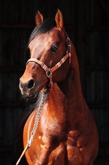 American Quarter Horse Hengst