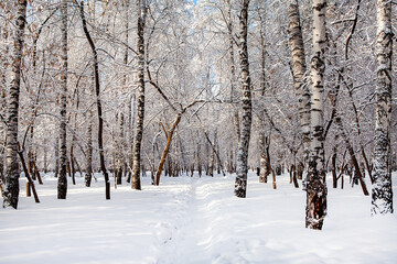 Winter Nature Landscape