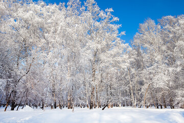 Winter Nature Landscape