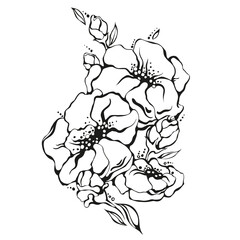 Graphic peony