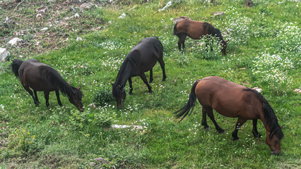WIld horses on Trebevic Mountain