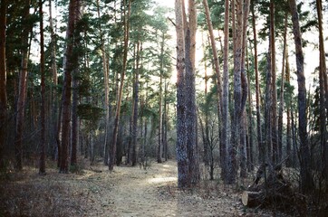 Forest path bathed in sunlight.