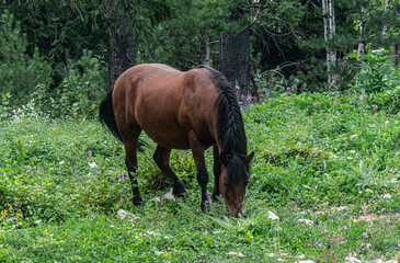A wild horse grazes the grass