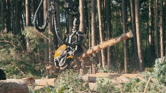 Pine tree logging on an industrial scale. Felling trees using a Feller Buncher. Filmed in slow motion