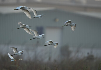 Little Egrets in flight at Asker marsh, Bahrain