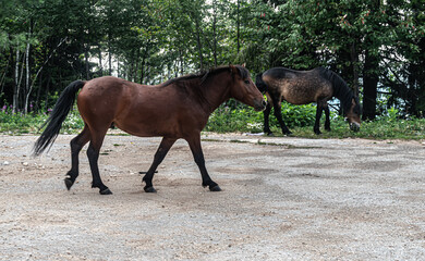 A wild horse walking over mountain road