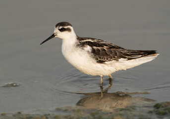 Closeup of a Red-necked phalarope at Asker Marsh, Bahrain