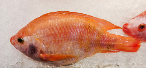 Frozen Red Snapper Is a food that provides the value of protein