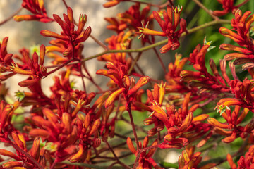 Kangaroo paw is the common name for a number of species, in two genera of the family Haemodoraceae,...