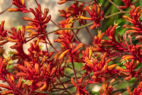 Kangaroo paw is the common name for a number of species, in two genera of the family Haemodoraceae, that are endemic to the south west of Western Australia