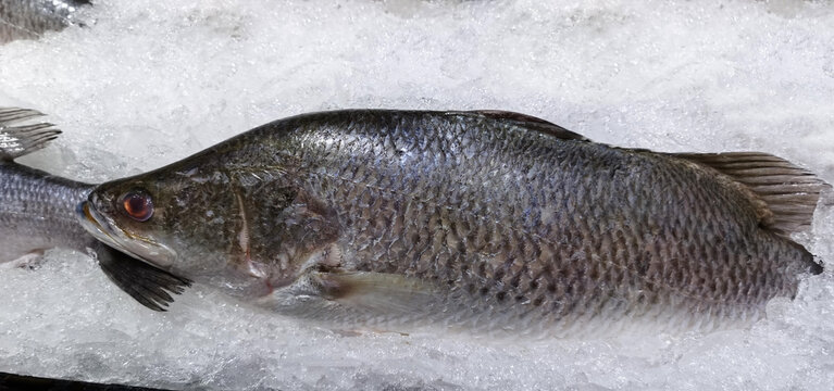 Frozen sea bass is a good source of protein
