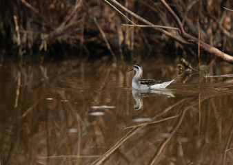 Red-necked phalarope at Asker Marsh with reflection on water, Bahrain