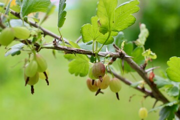 Gooseberries on a branch in a summer garden.