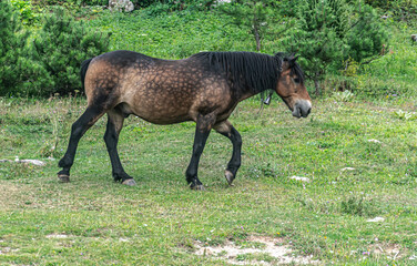 Fototapeta premium A wild horse walking over Trebevic Mountain