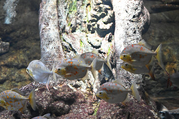 仲良く群れで泳ぐレッドフックメチニス