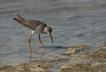 Redshank feeding  at Busiateen coast of Bahrain