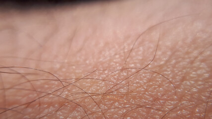 Fototapeta premium Macro human shin with hair. Macro closeup arm background