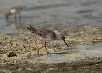 Redshank at Busiateen coast of Bahrain