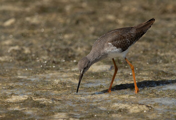Redshank feeding at Busiateen coast, Bahrain