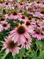 multicolored flowers bloom background pink