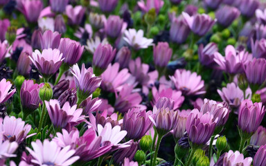 Osteospermum ecklonis(Cape Marguerite, Dimorphotheca).Purple Cape daisy flowers as a natural floral background.Selective focus.
