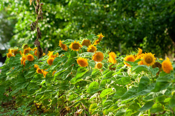 Yellow sunflowers. Field of sunflowers, rural landscape. yellow flower of the Sunflower or Helianthus Annuus blooming in the farm