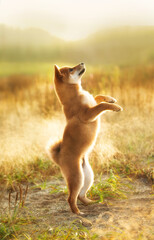 Funny red shiba inu puppy jumping in the meadow at golden sunset. Young Japanese shiba inu dog standing on its hind legs