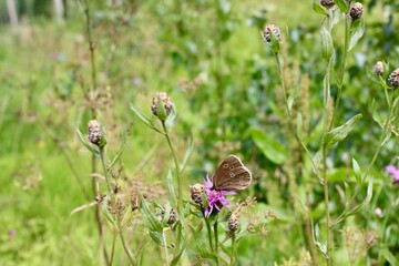 Brown butterfly on a pink flower.